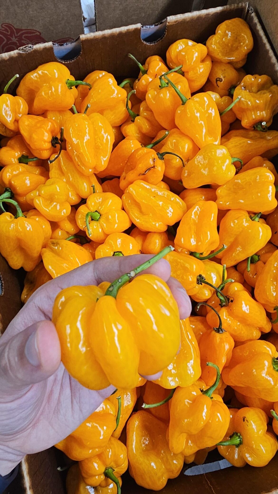 This yellow habanero pepper that resembles a mini pumpkin.