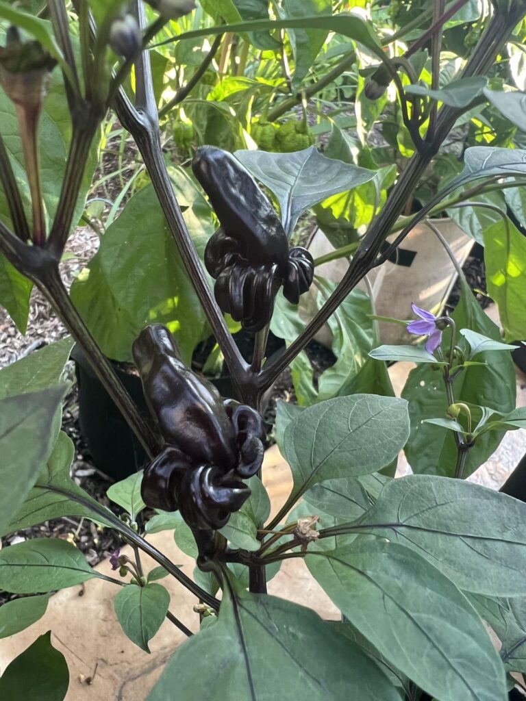Black Thai Chilis in the shape of a half-peeled banana.
