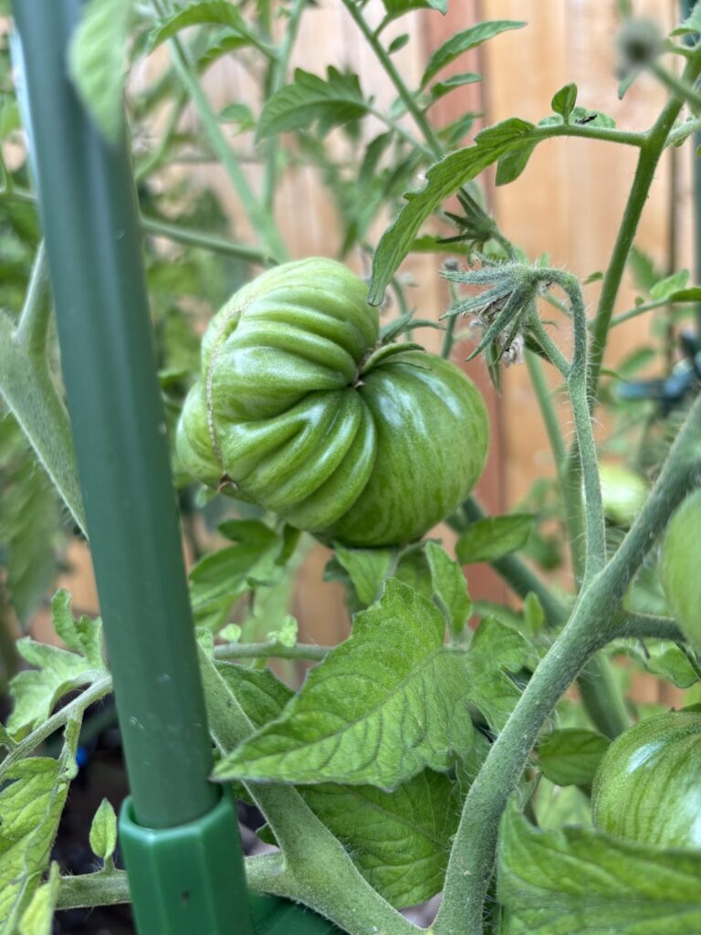 Used to grow weed, now I’m a ✨ tomato girlie ✨ No idea what varieties these are. but they’re cute so who cares. 🫶🏼