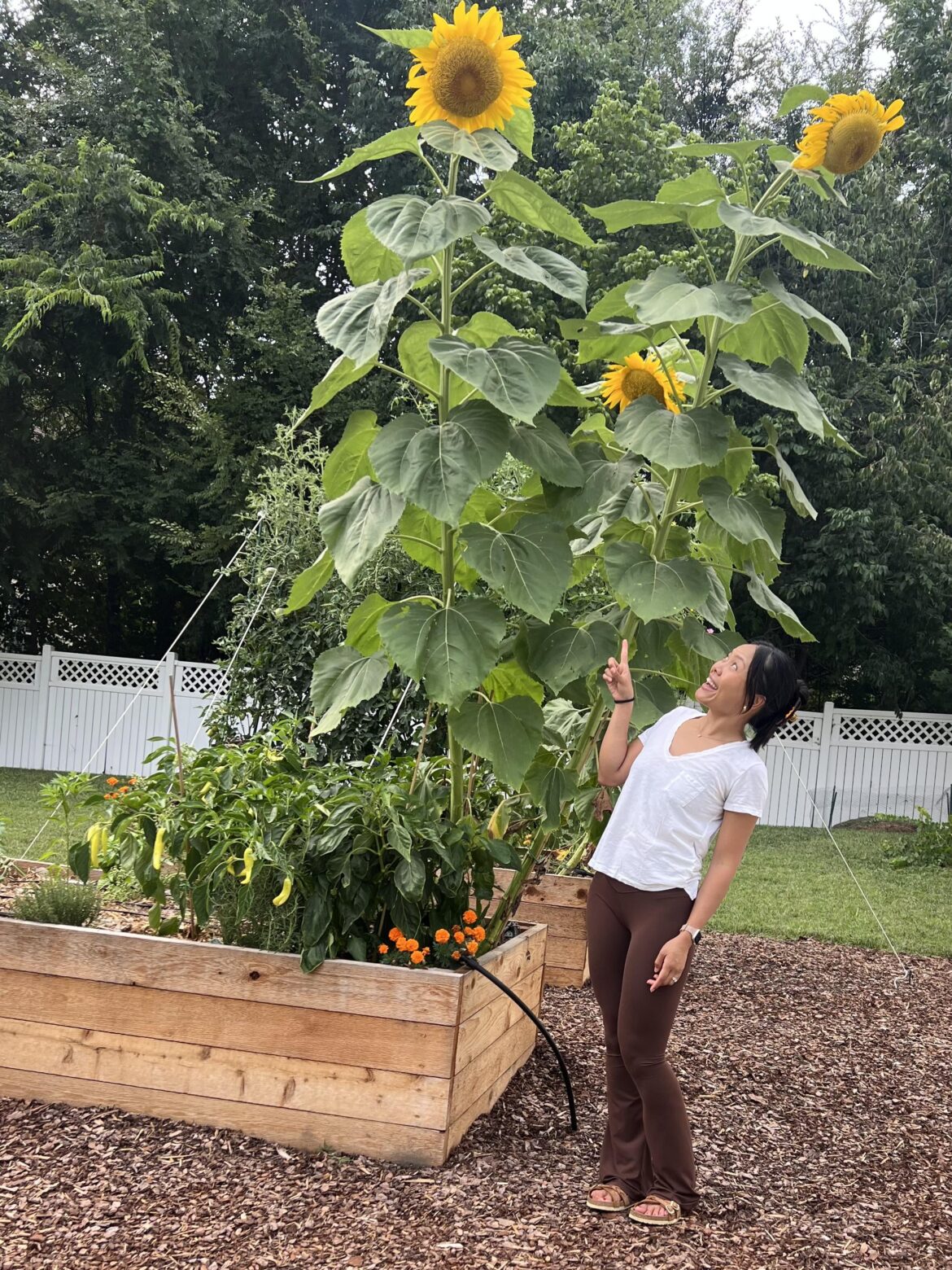 My mammoth sunflowers are mammothing.