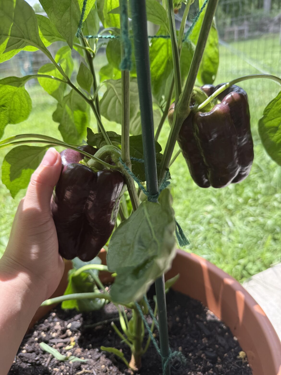 my first ever bell peppers are almost ready to pick!!!