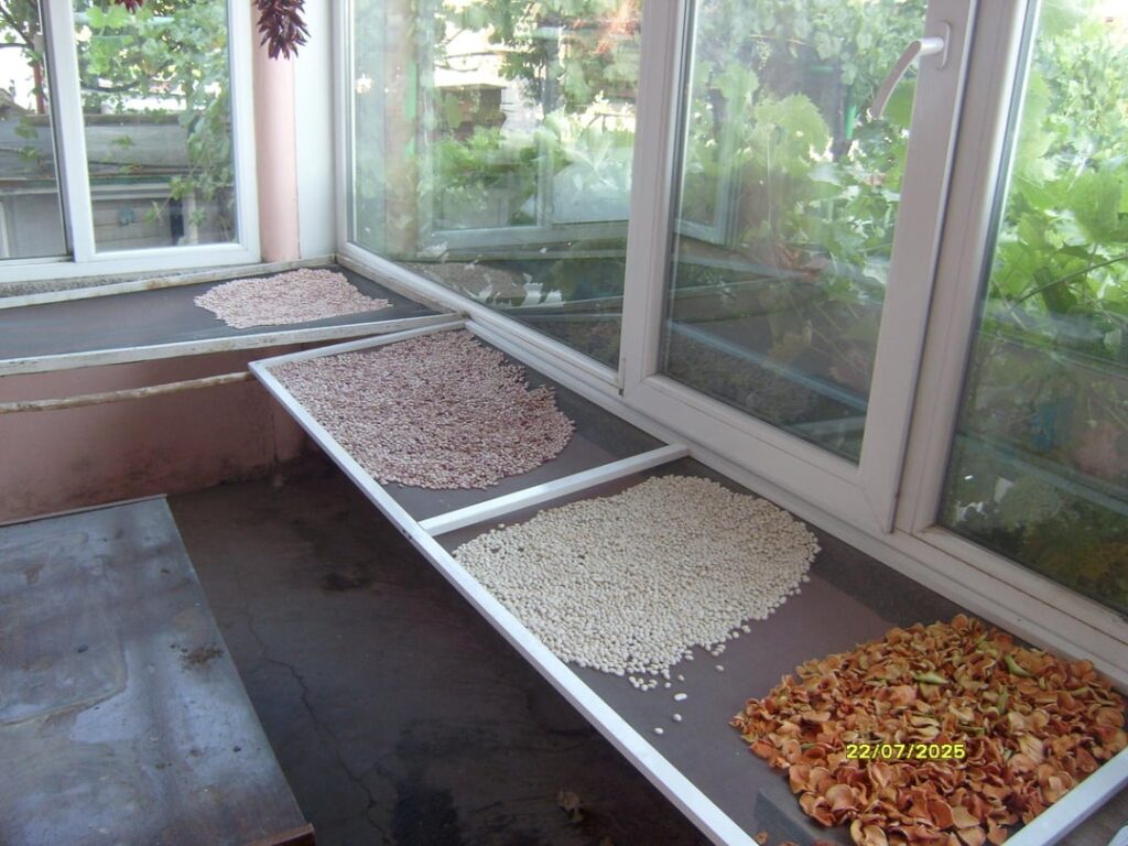 Harvested and cleaned all my beans. Turned out more than 5 kg.