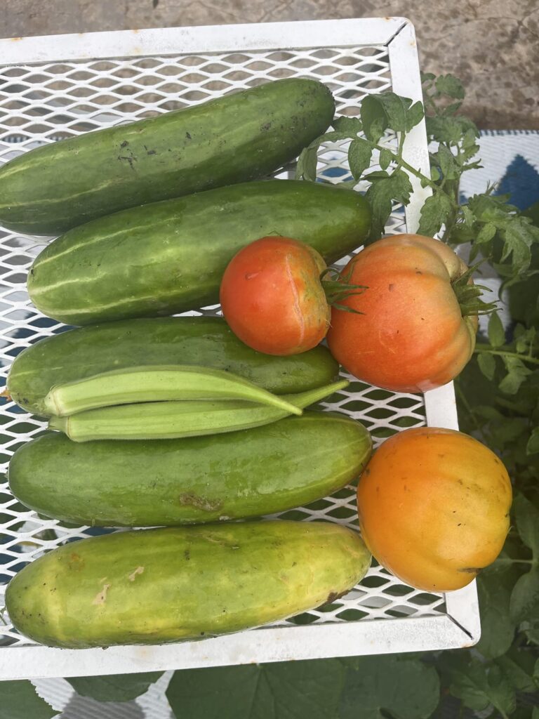 This mornings haul 🍅🥒😊