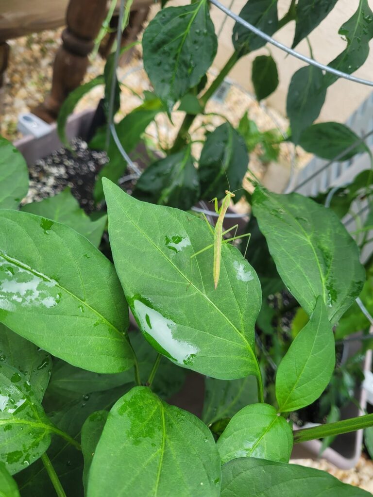 They're growing up so quickly!