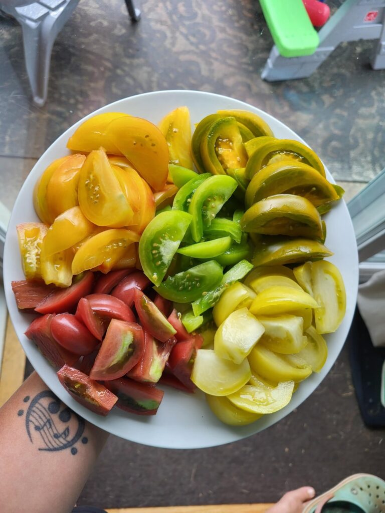 Dwarf tomato lineup Dwarf tomato lineup
