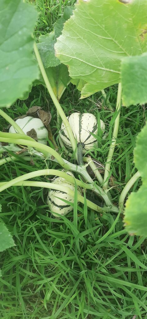 Why are squash growing when I planted a true pumpkin?!
