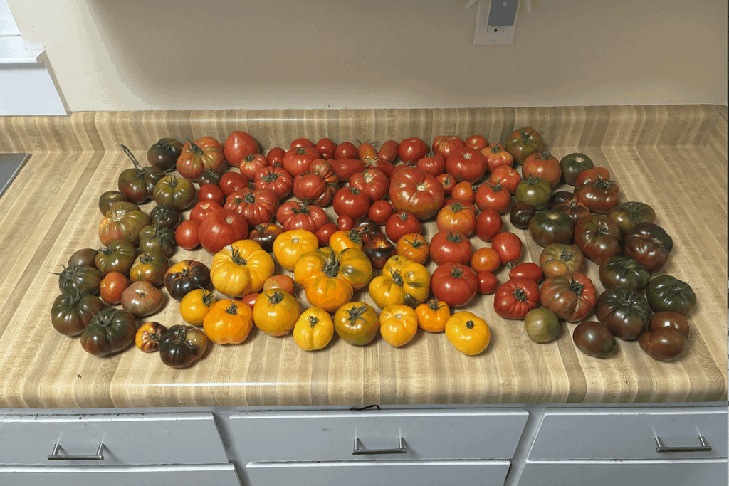 First Post! My harvests since July 11th. First Post! My harvests since July 11th.