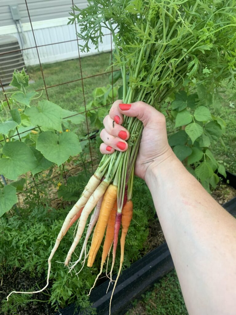 My first carrot haul!