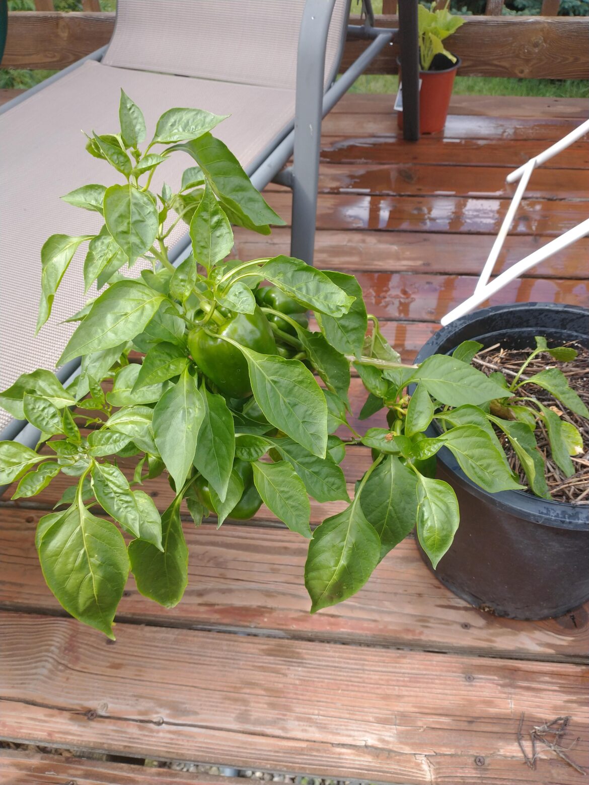 Is it normal for bell peppers to lean like this?