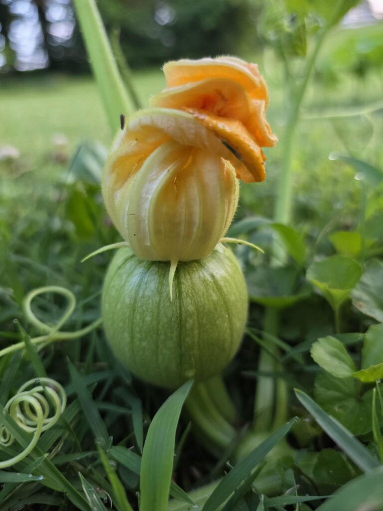 A few of my veggies decided to show up.