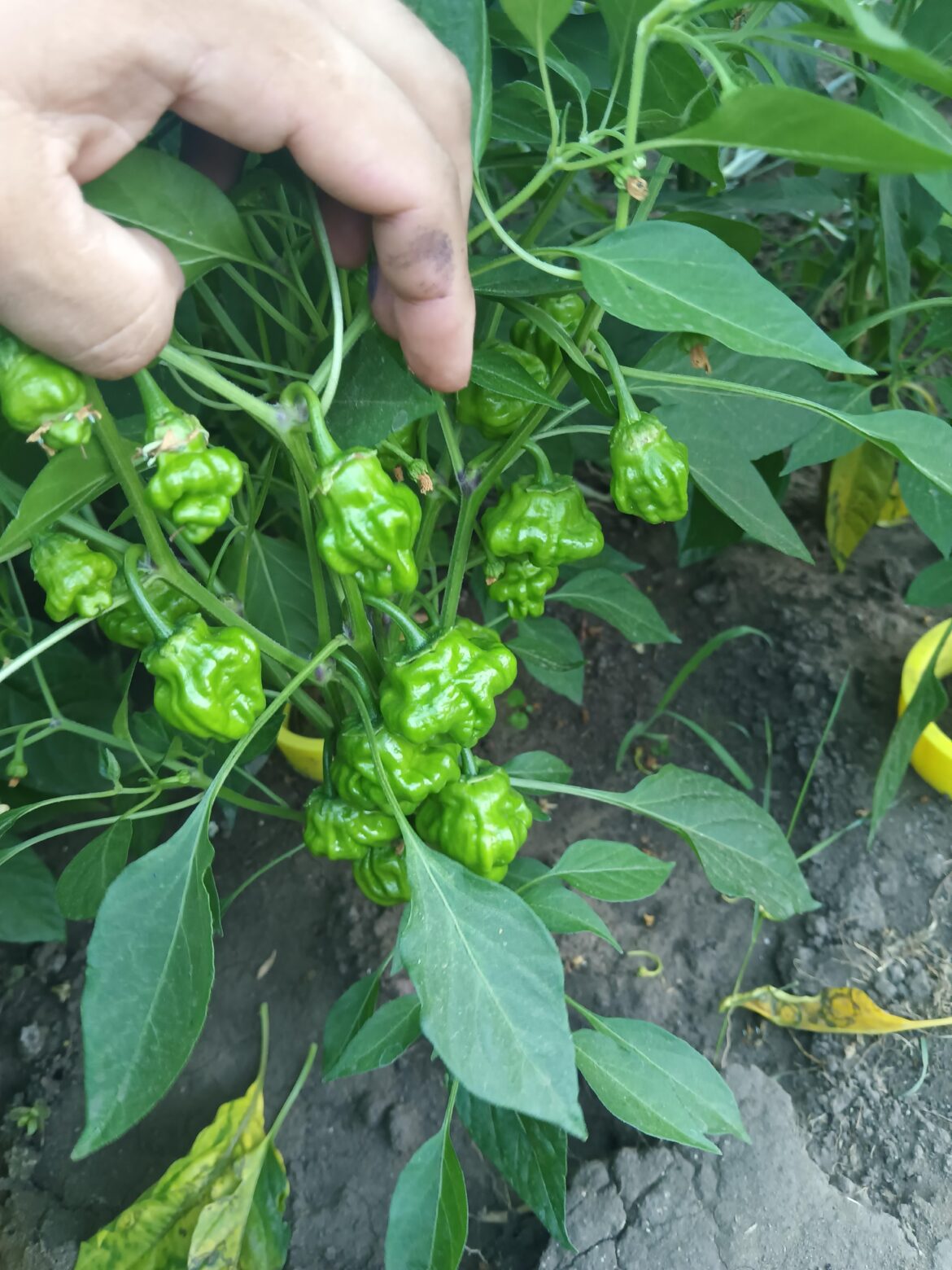 Cant wait for them to ripe.