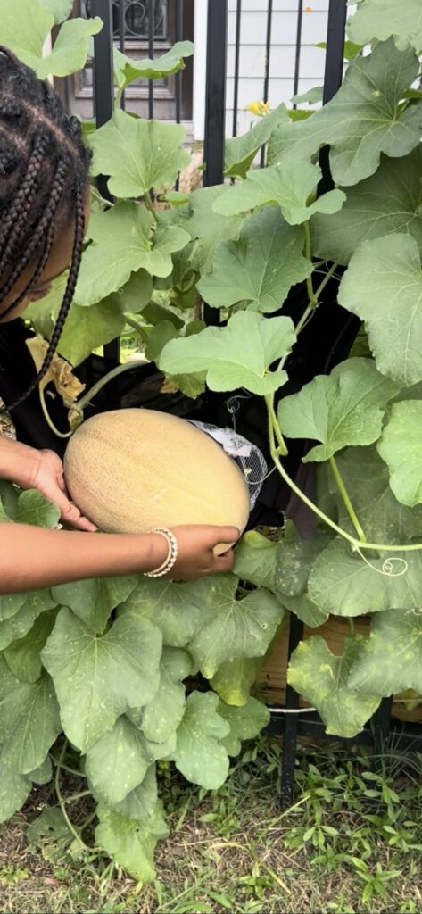 Harvested my cantaloupe!