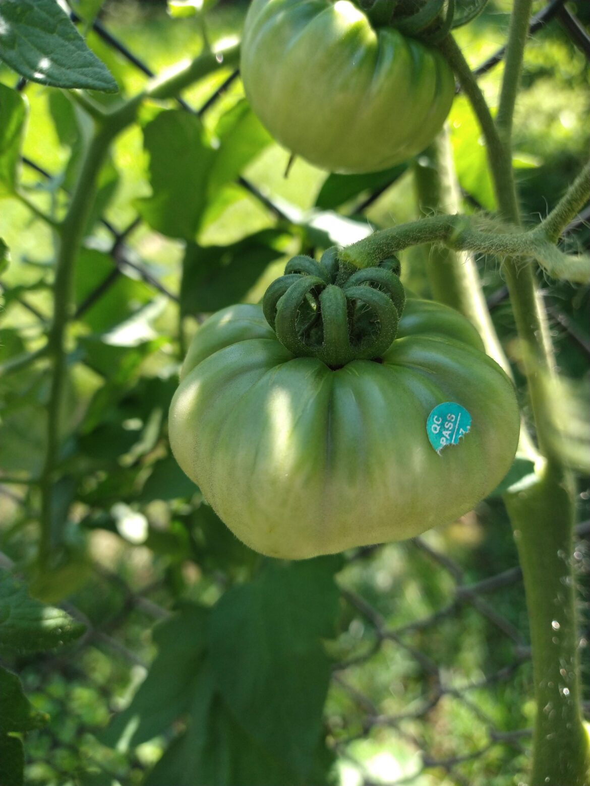 I've never grown tomatoes before; is it normal for them to grow their own produce stickers? 🤔
