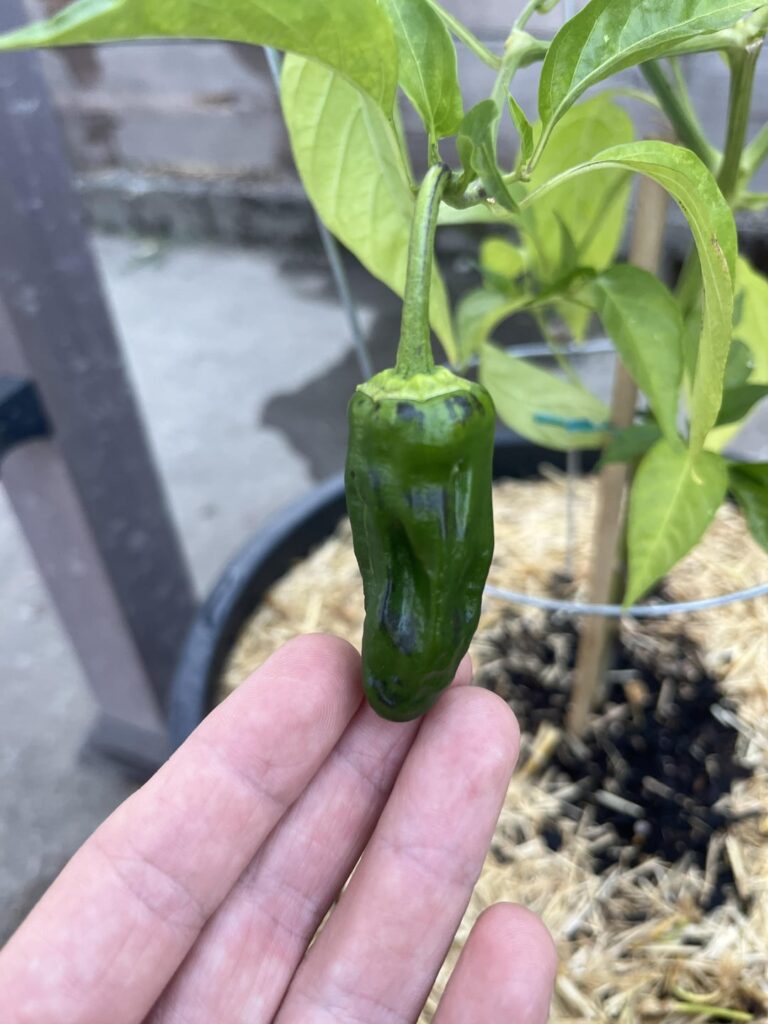 What’s going on with theses peppers?