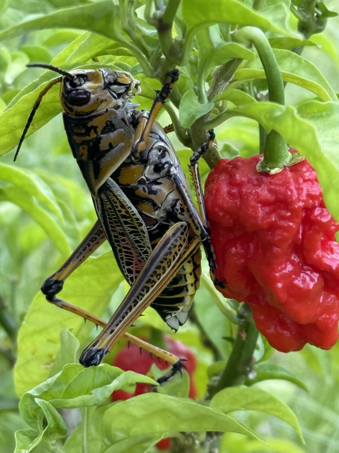 Absolute Monster on my plant