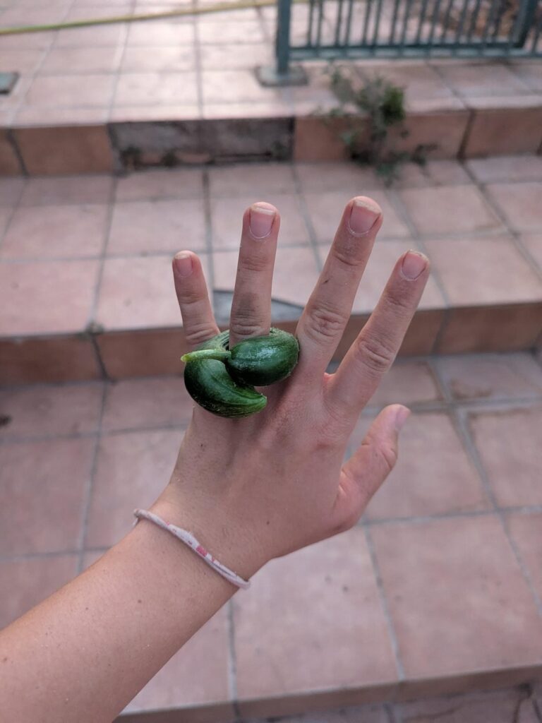 Officially married to my garden now. Why is my plant only making curled cucumbers tho?