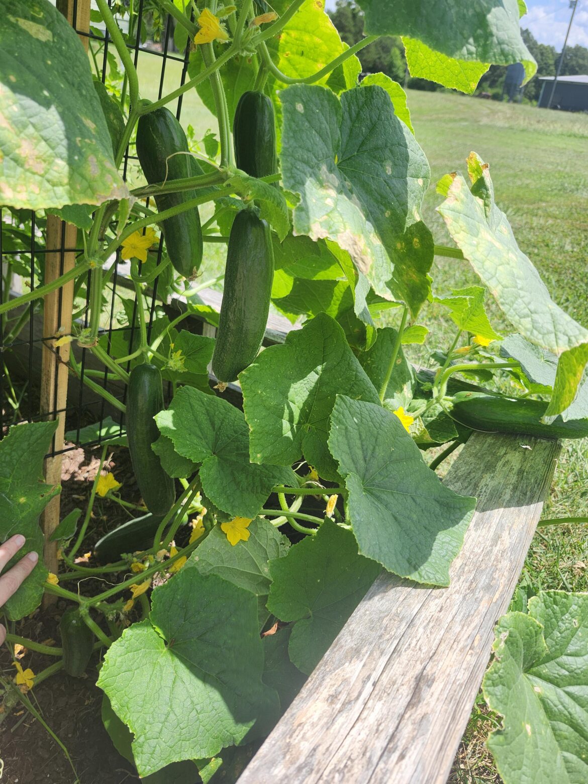 Just wanted to show off these cucumbers!