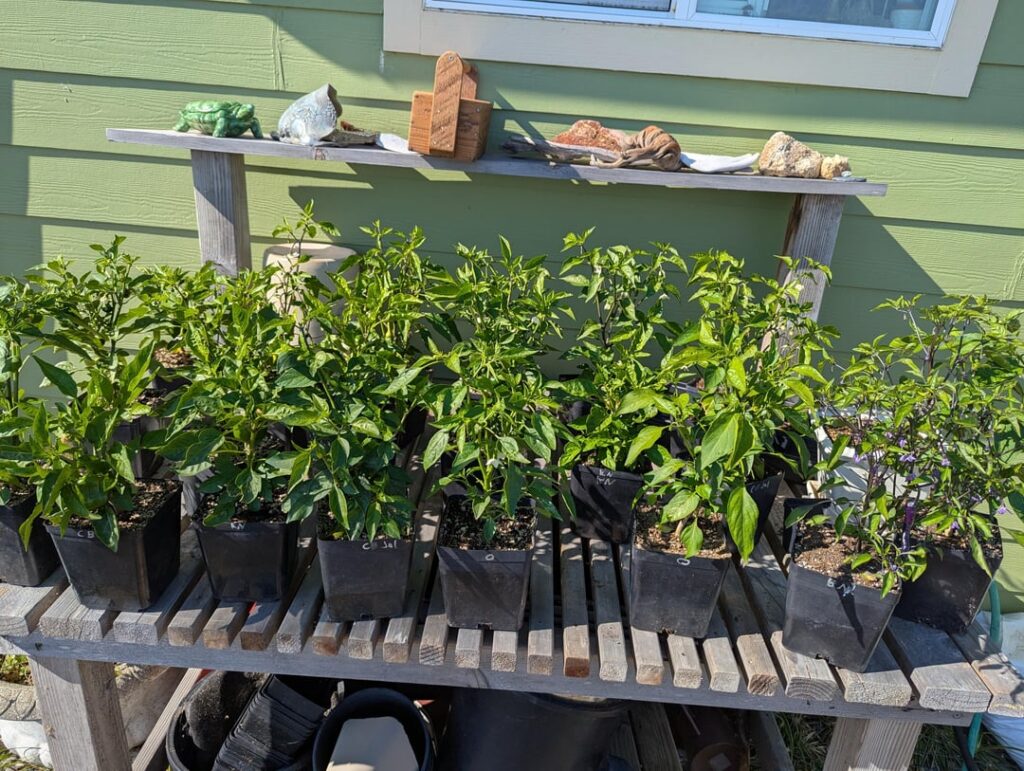 How late can I transplant? How late can I transplant?