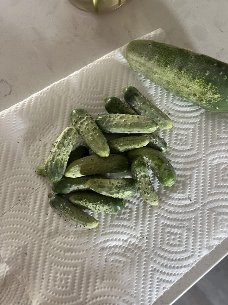 Someone said you can never pick cucumbers too soon…