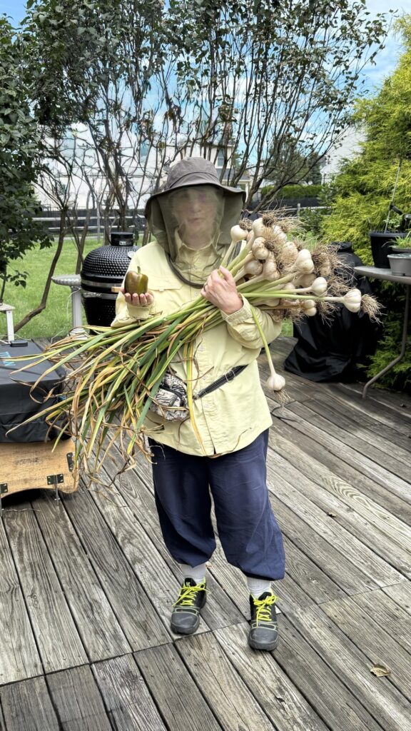 All garlic has been harvested, now we wait to plant in October!