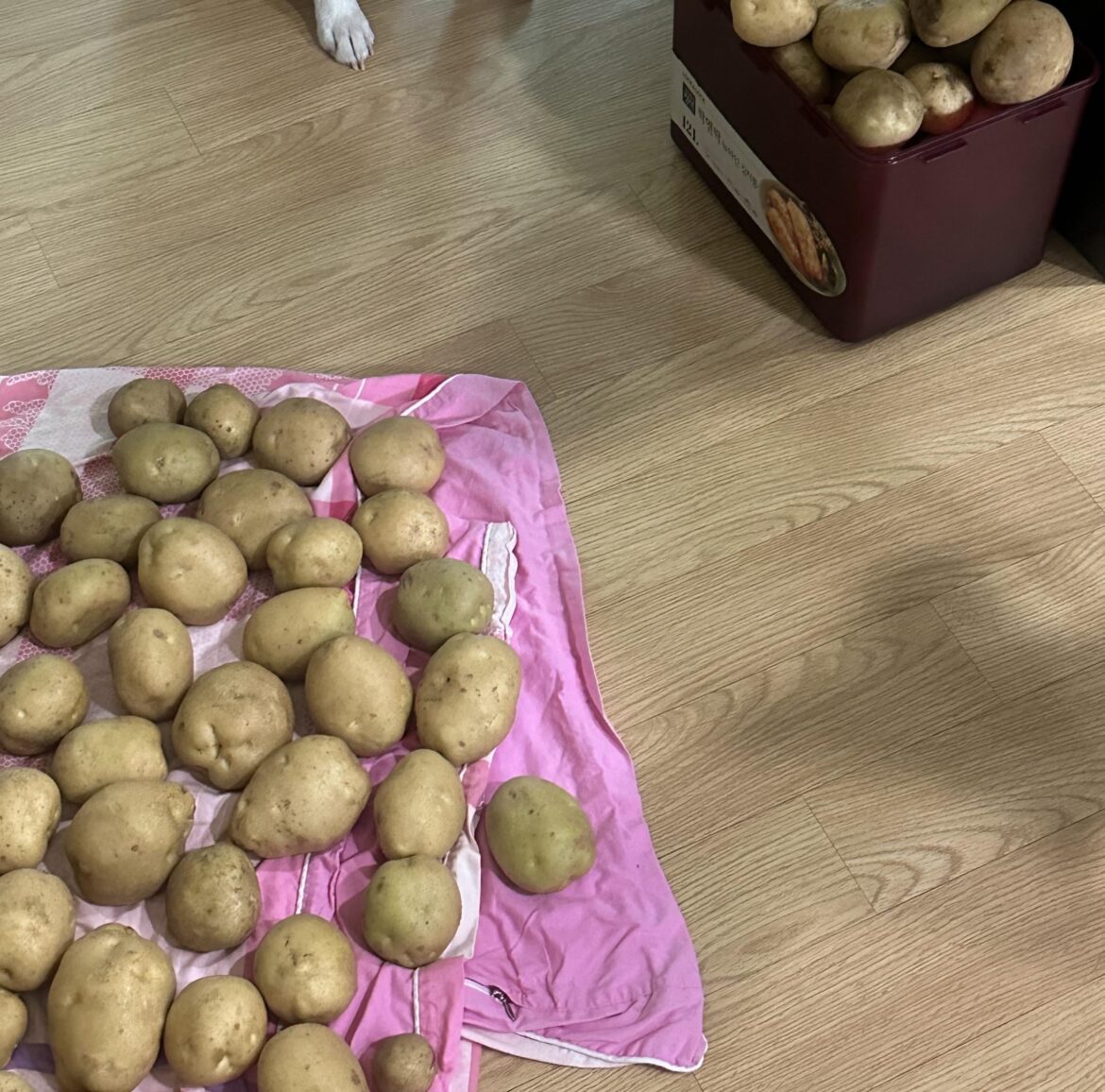 My Korean friend has a farm and he harvests his potatoes there😂😂😂