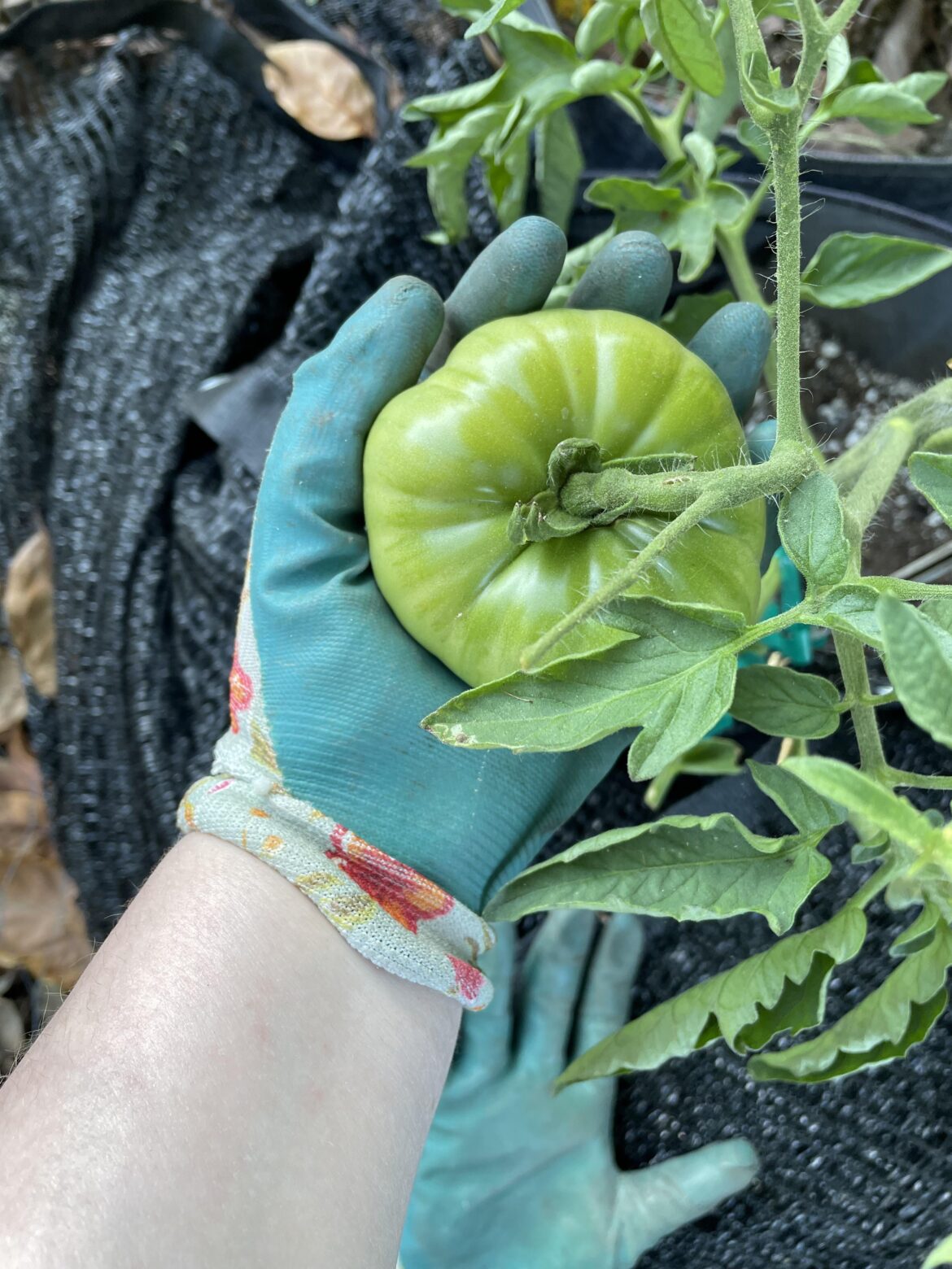 It’s almost tomato sandwich time!