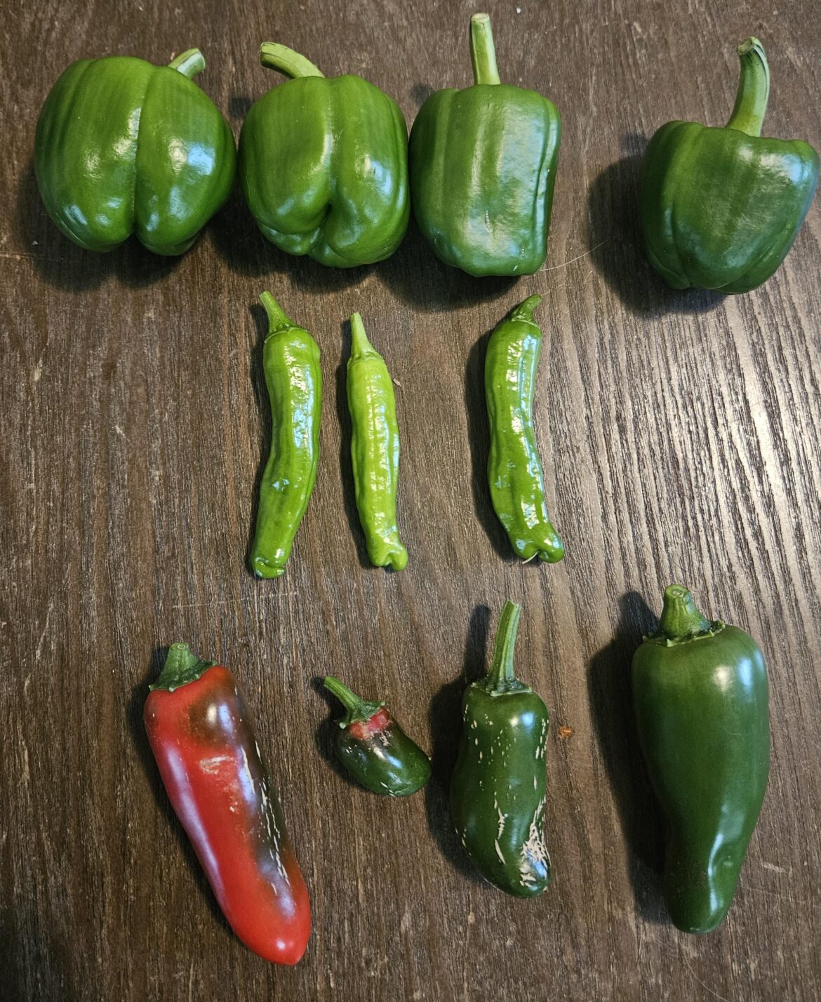 My First Harvest!