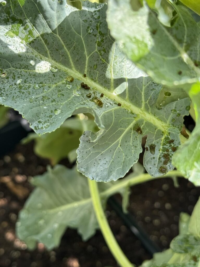 It rained all last night and now I have these black things everywhere. Are they eggs?