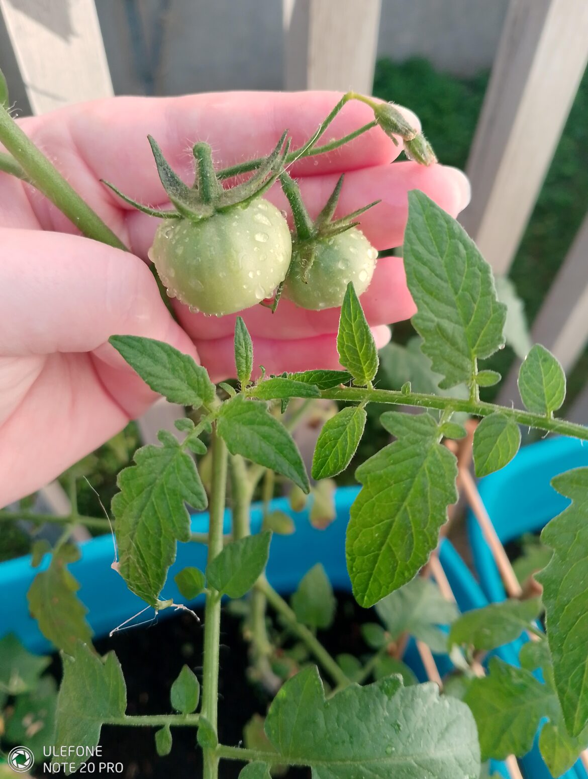 My first tomatoes ever!