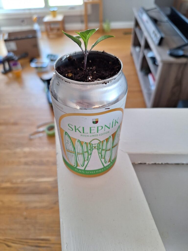 Beer can "Blazo" pepper before/after