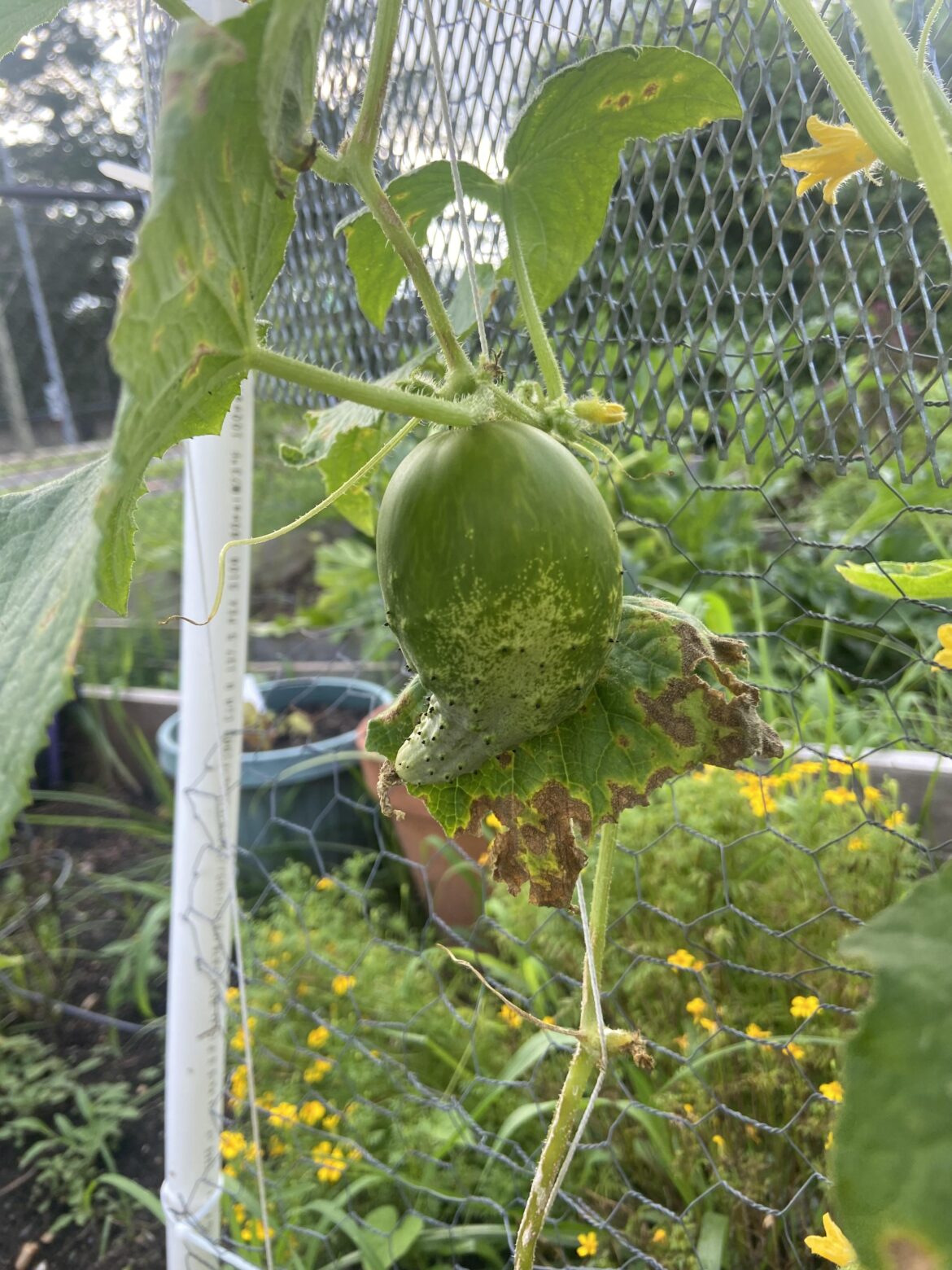 Why can’t you just be normal