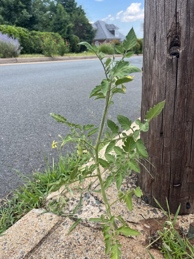 Update: out of a sidewalk crack!