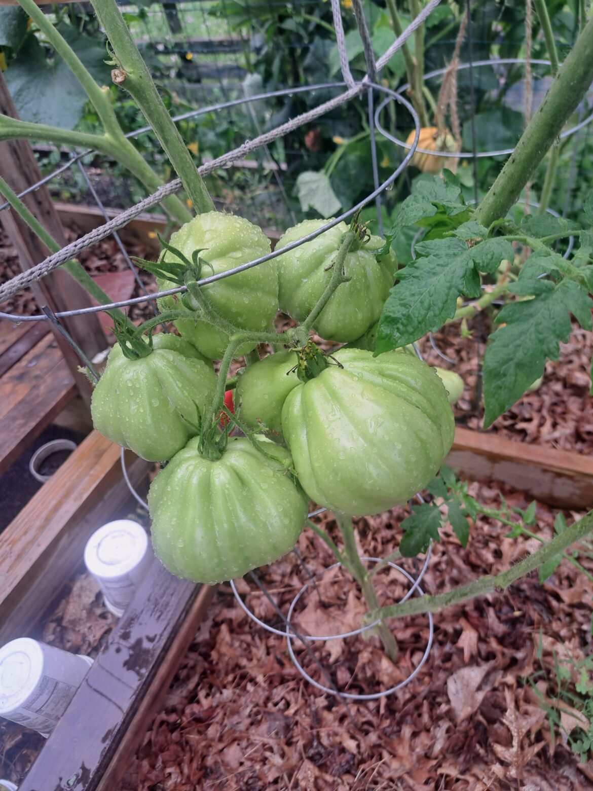 This monster of a cluster