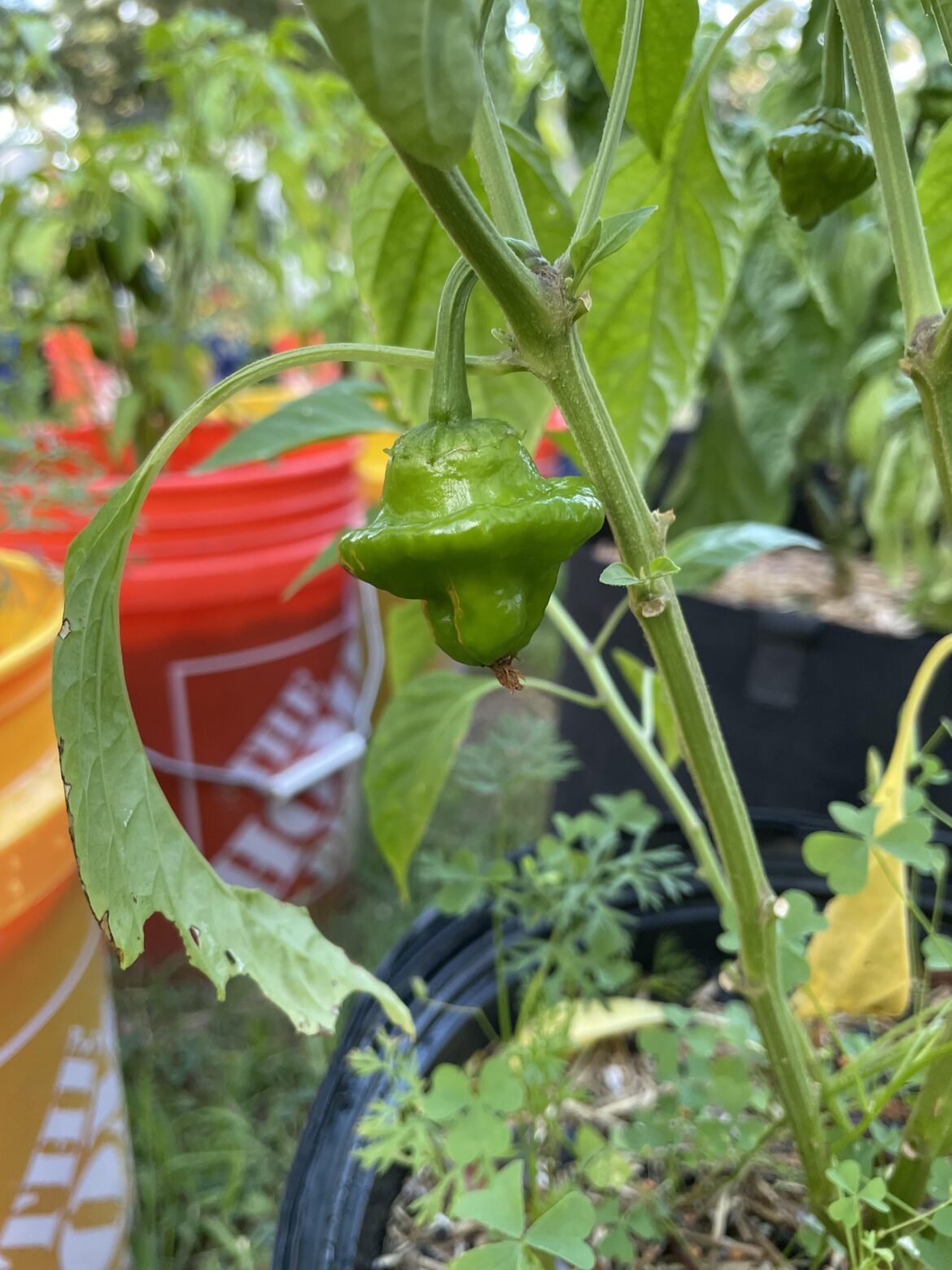 “Habanero” seeds from Lowes