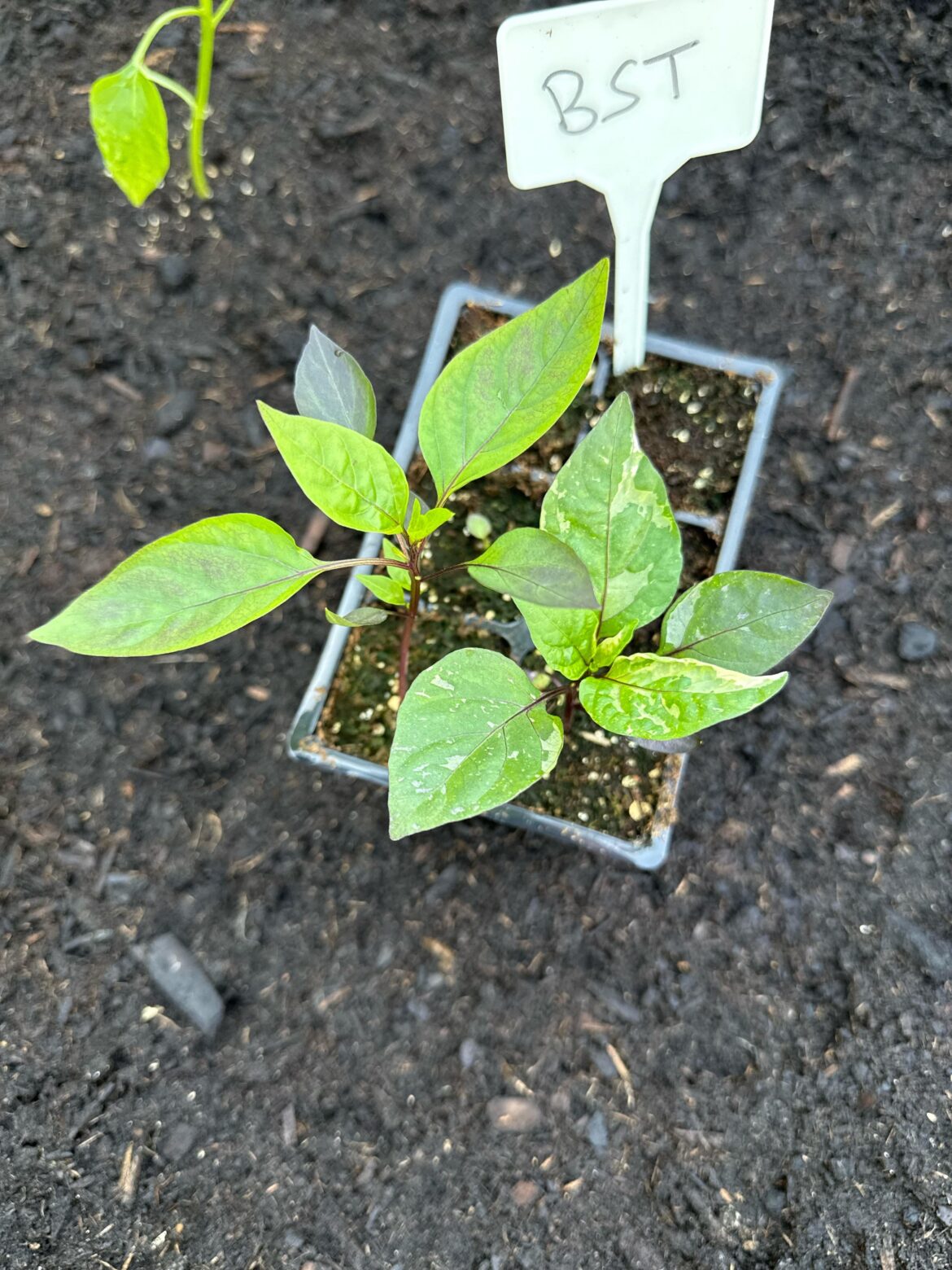 One of two black scorpion plants with thinning, damaged leaves. Any idea what is causing this?