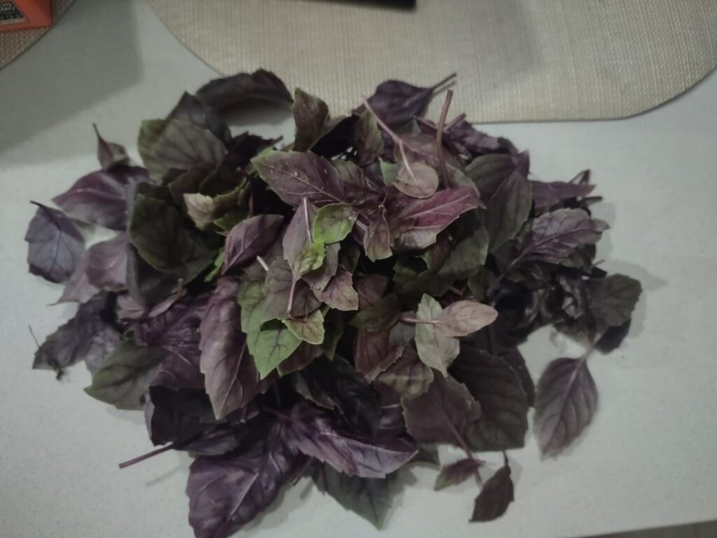 I wondered why no one makes pesto with purple basil. I found out why.