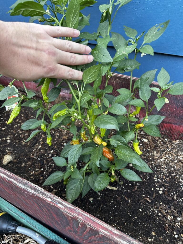 First pepper batch!!