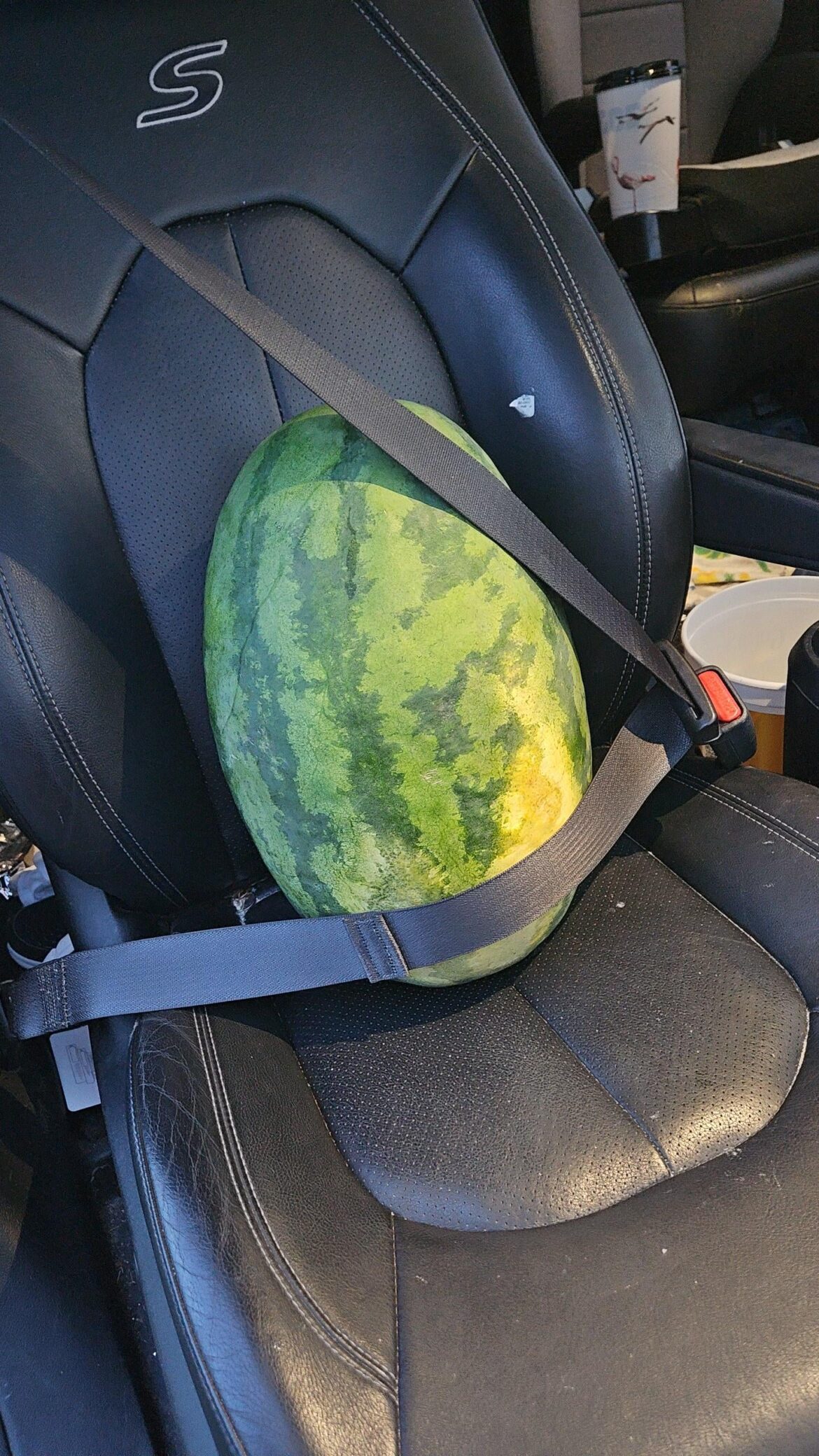 Taking my biggest melon to my dad to thank him for his advise.