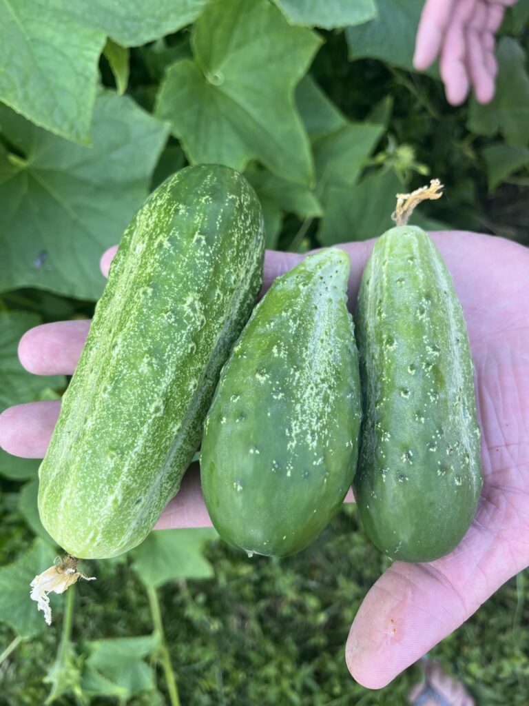First harvest of the season! Can’t believe it happened so soon. How is everyone else doing?