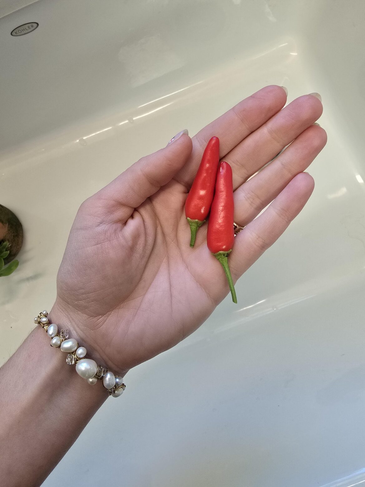 My first tobasco peppers