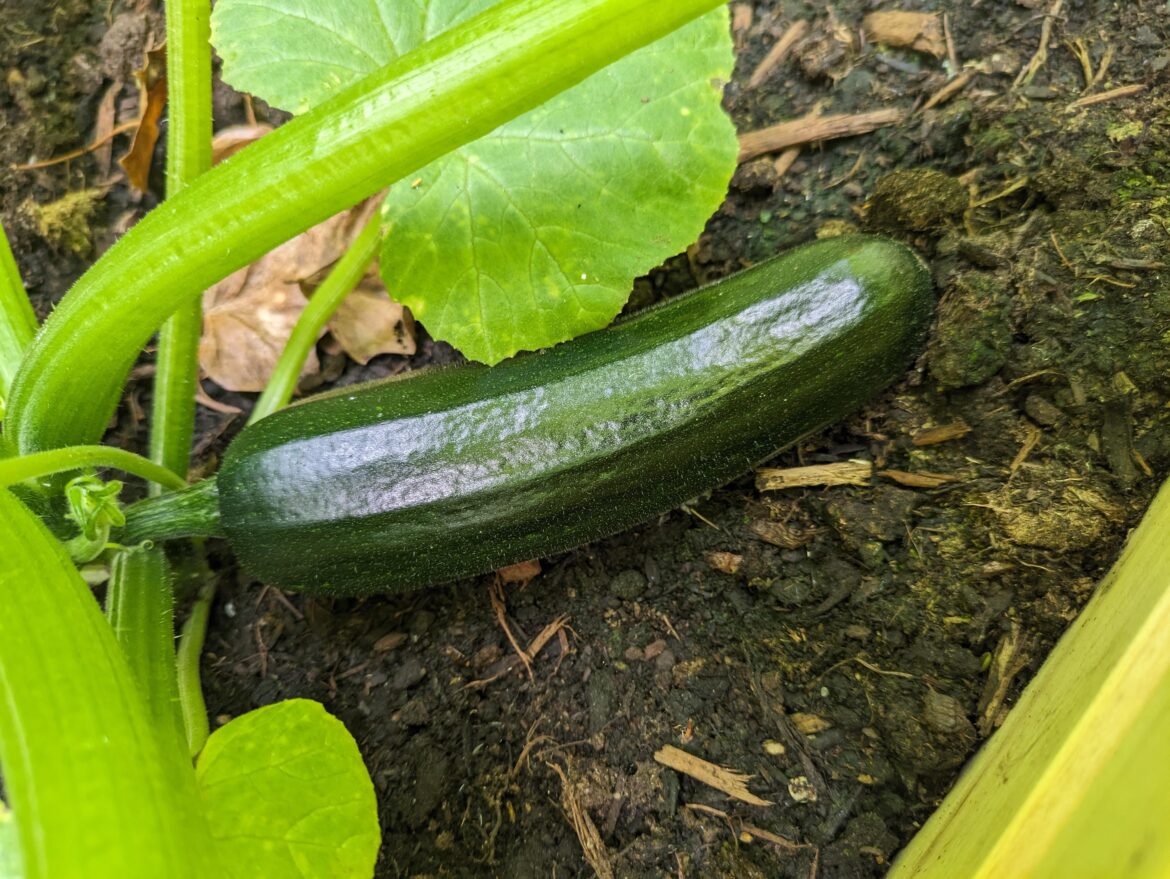 My first courgette