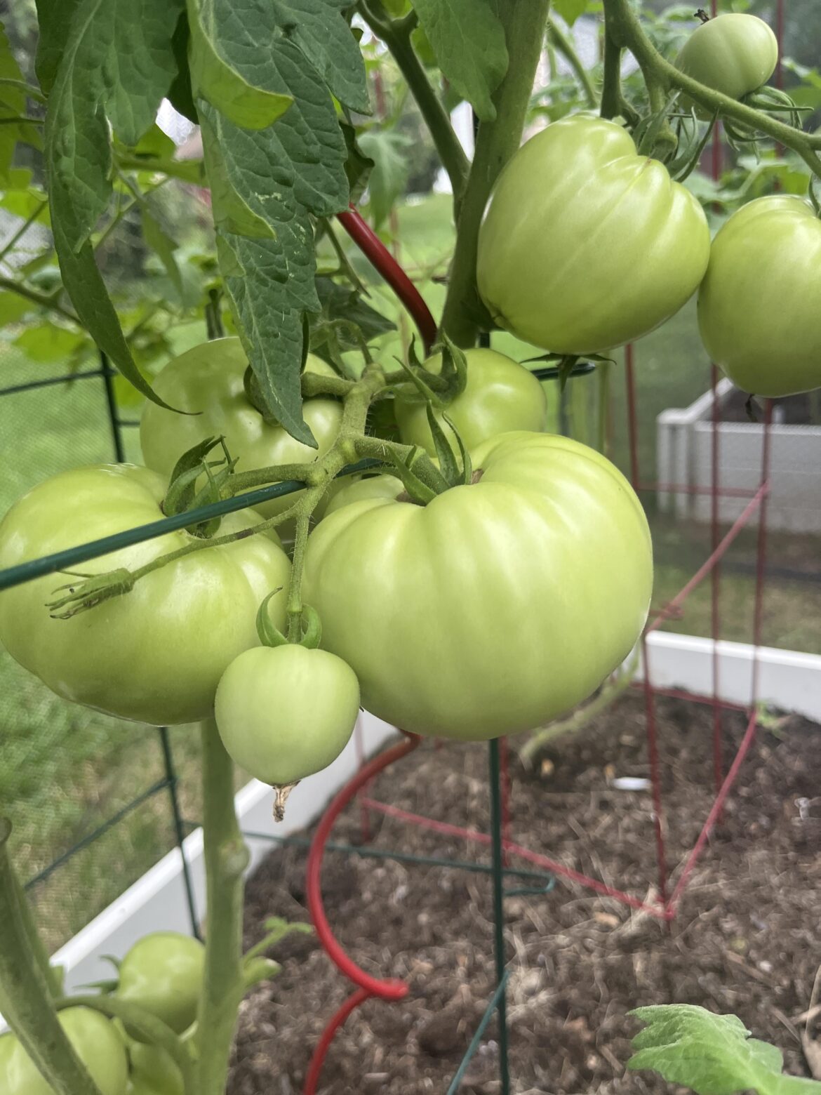 Can’t wait for my tomatoes to start blushing!