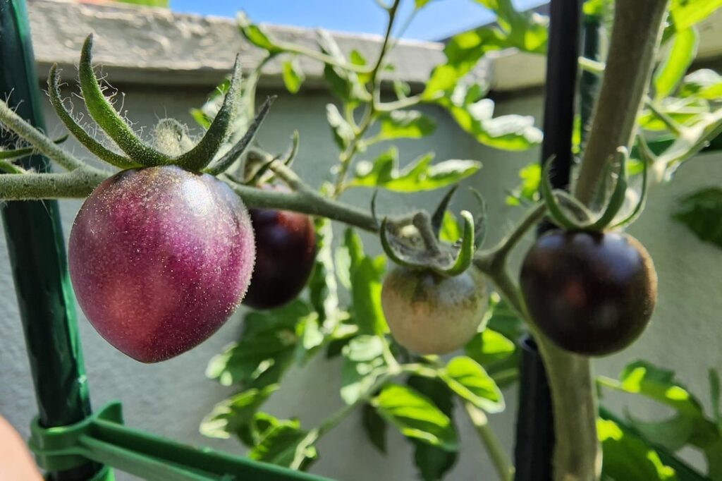 Norfolk Purple crossed with Green Tomato