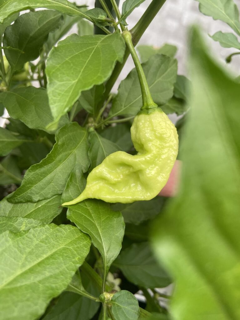 Some pods in the garden