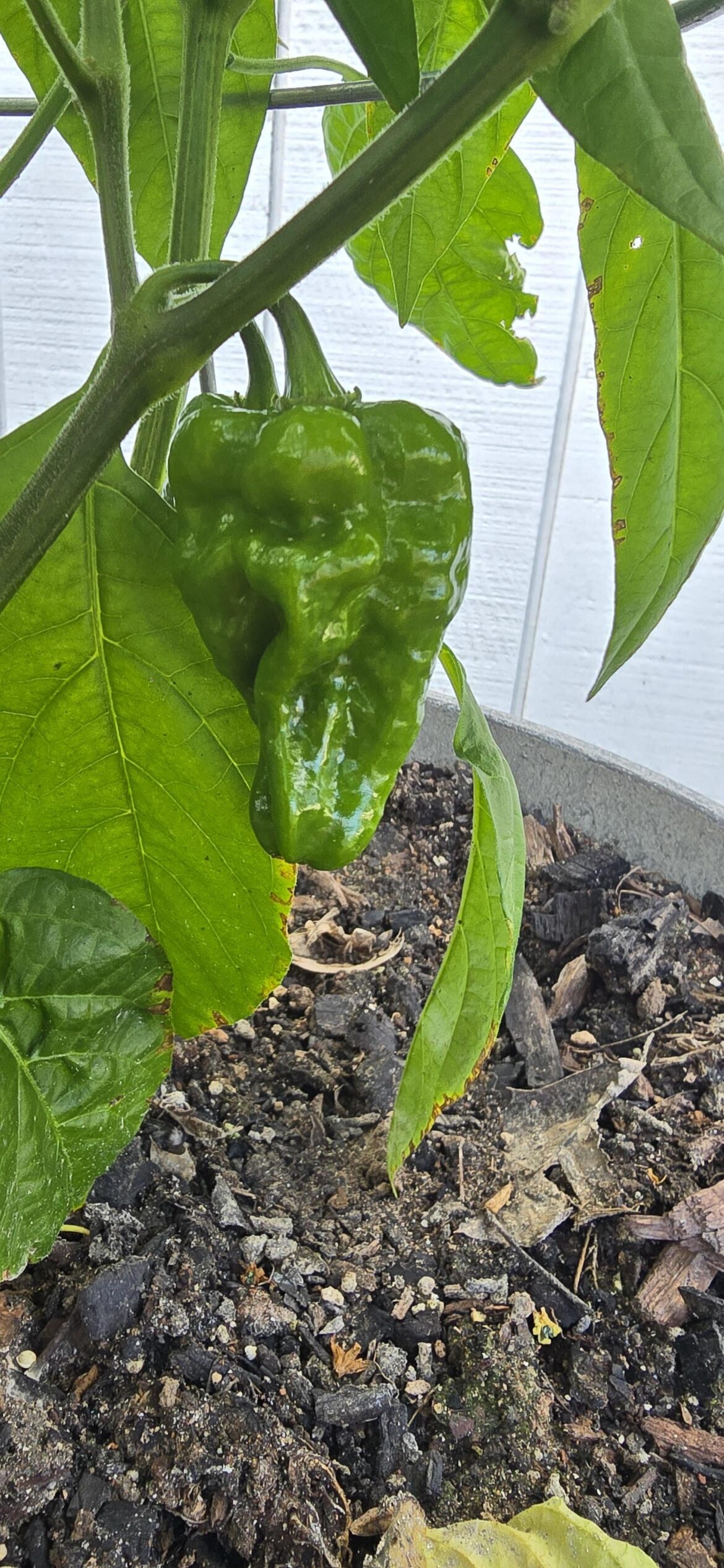 That's a wrinkly looking Bonnie Habanero!