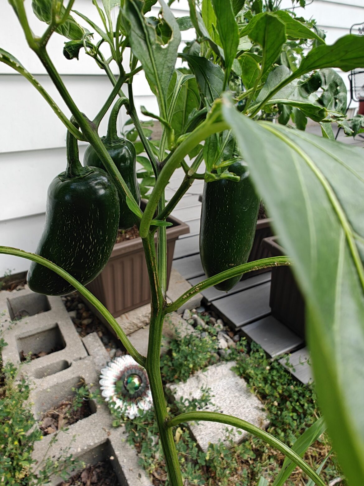 Should I harvest my jalapenos?