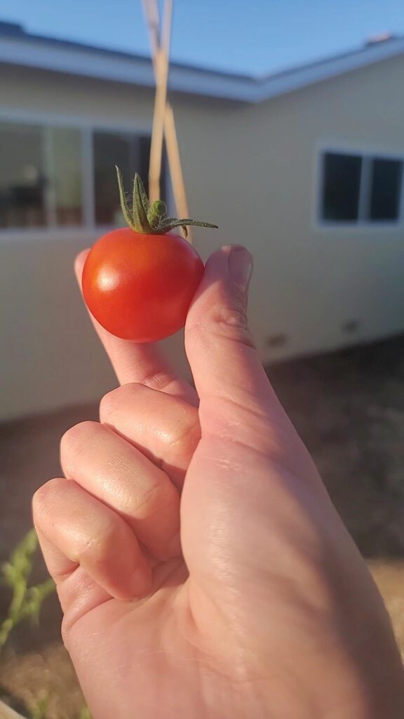 My first homegrown tomato!