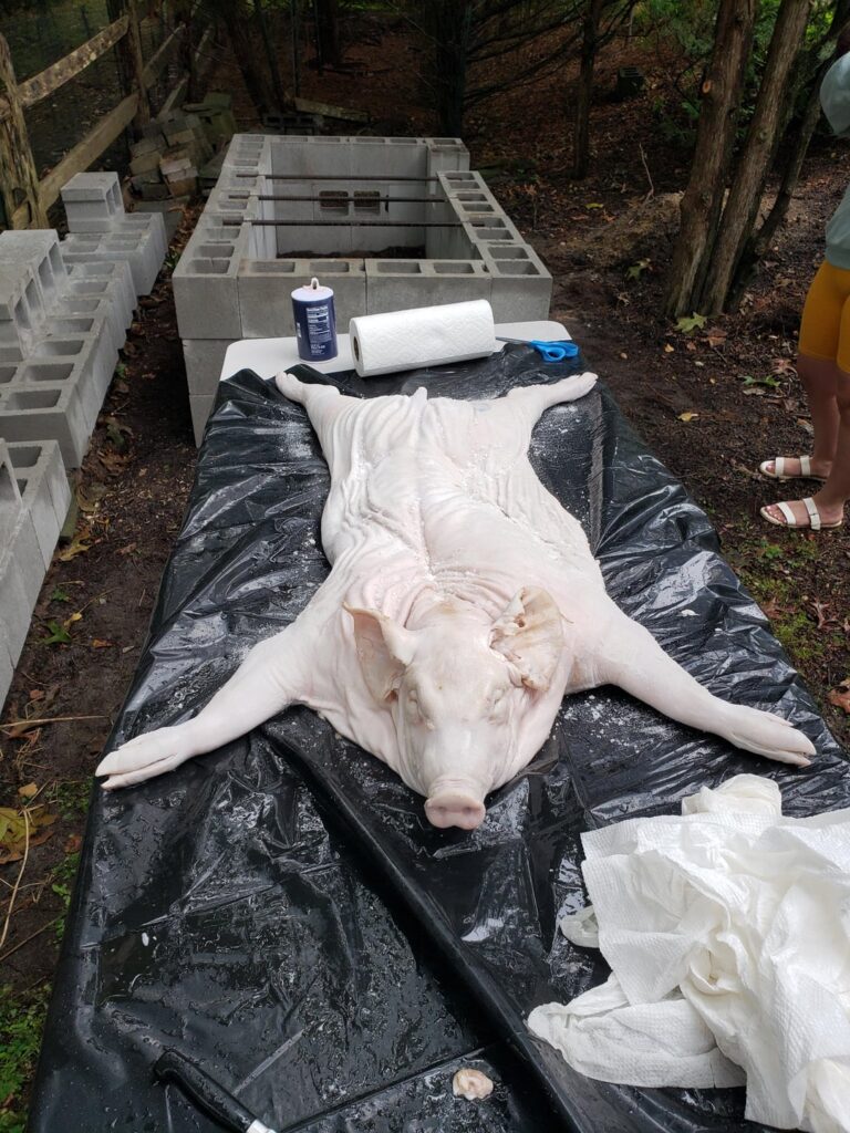 Pig roast, help! Pig roast, help!