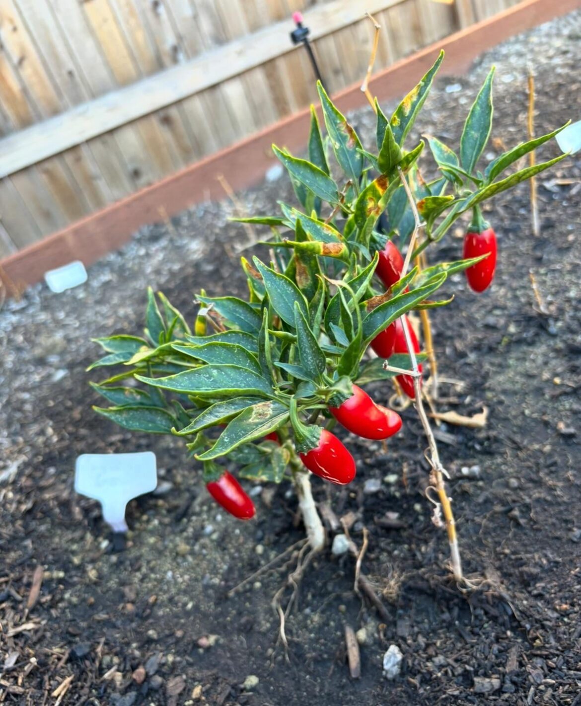 I have no clue what pepper type these are