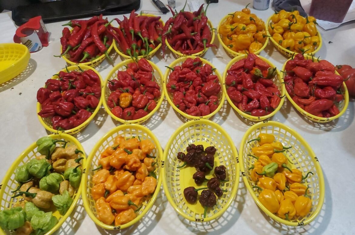 First Flush O’ Thee Season!